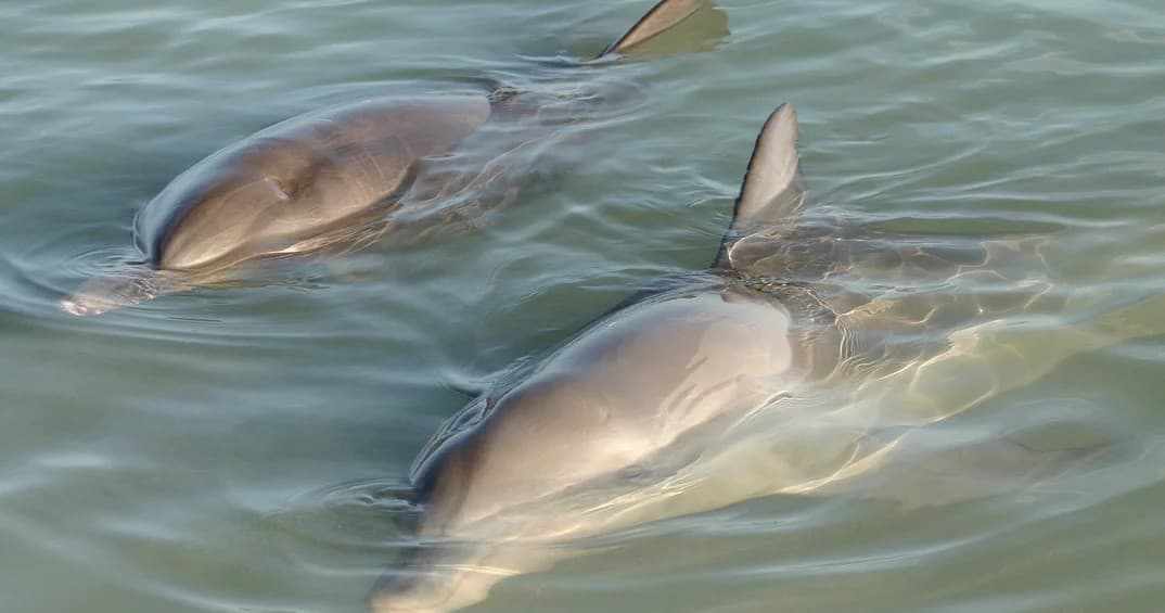 Dolphin and Manatee Clear Kayak Adventure at Merritt Island Lagoon