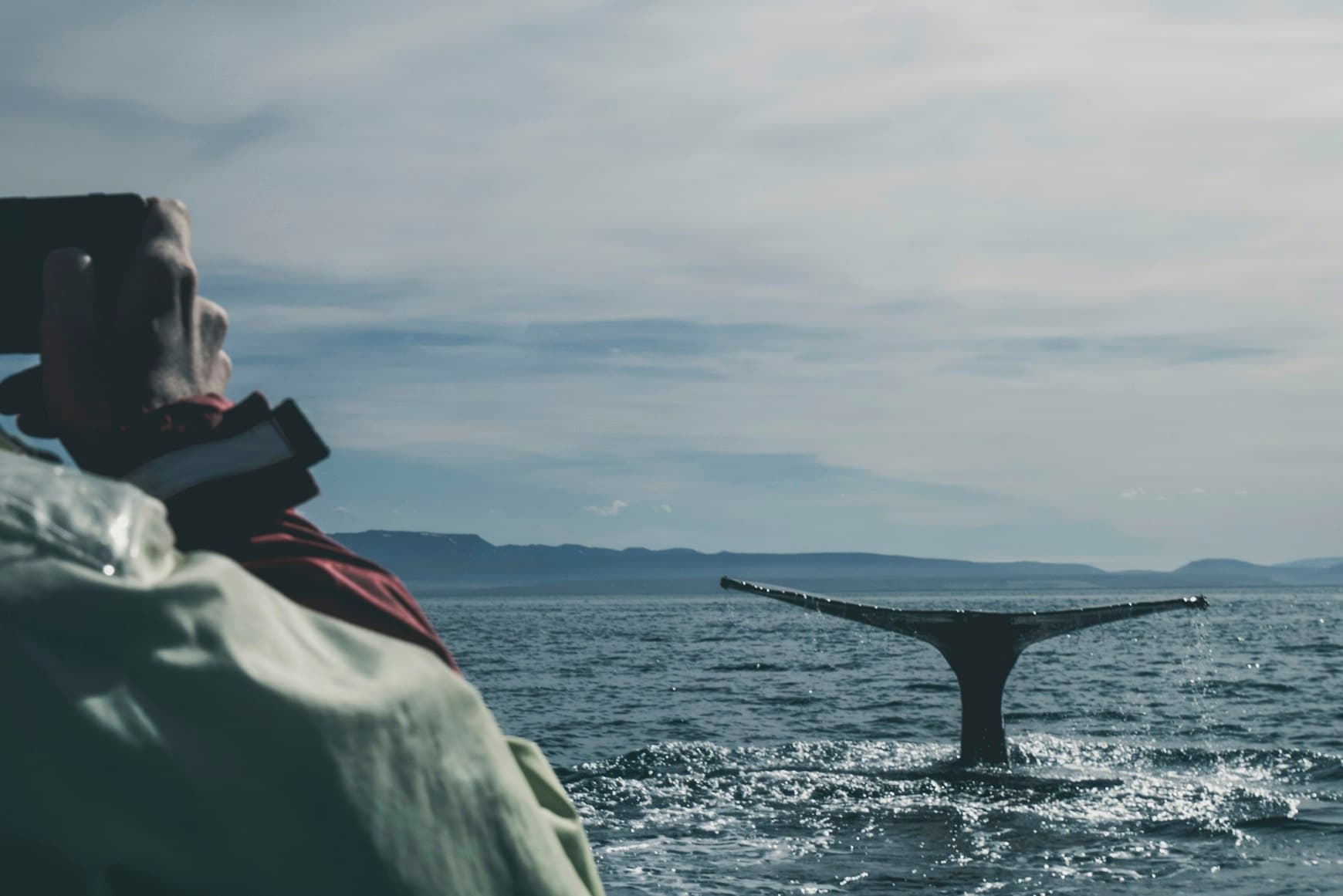 San Diego Whale Watching: Private 3-Hour Tour from Harbor Island