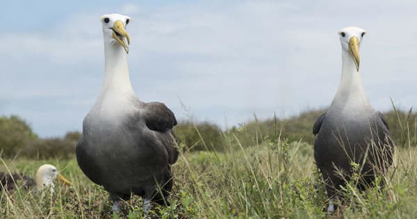 Pair of seabirds standing in coastal grass with sky