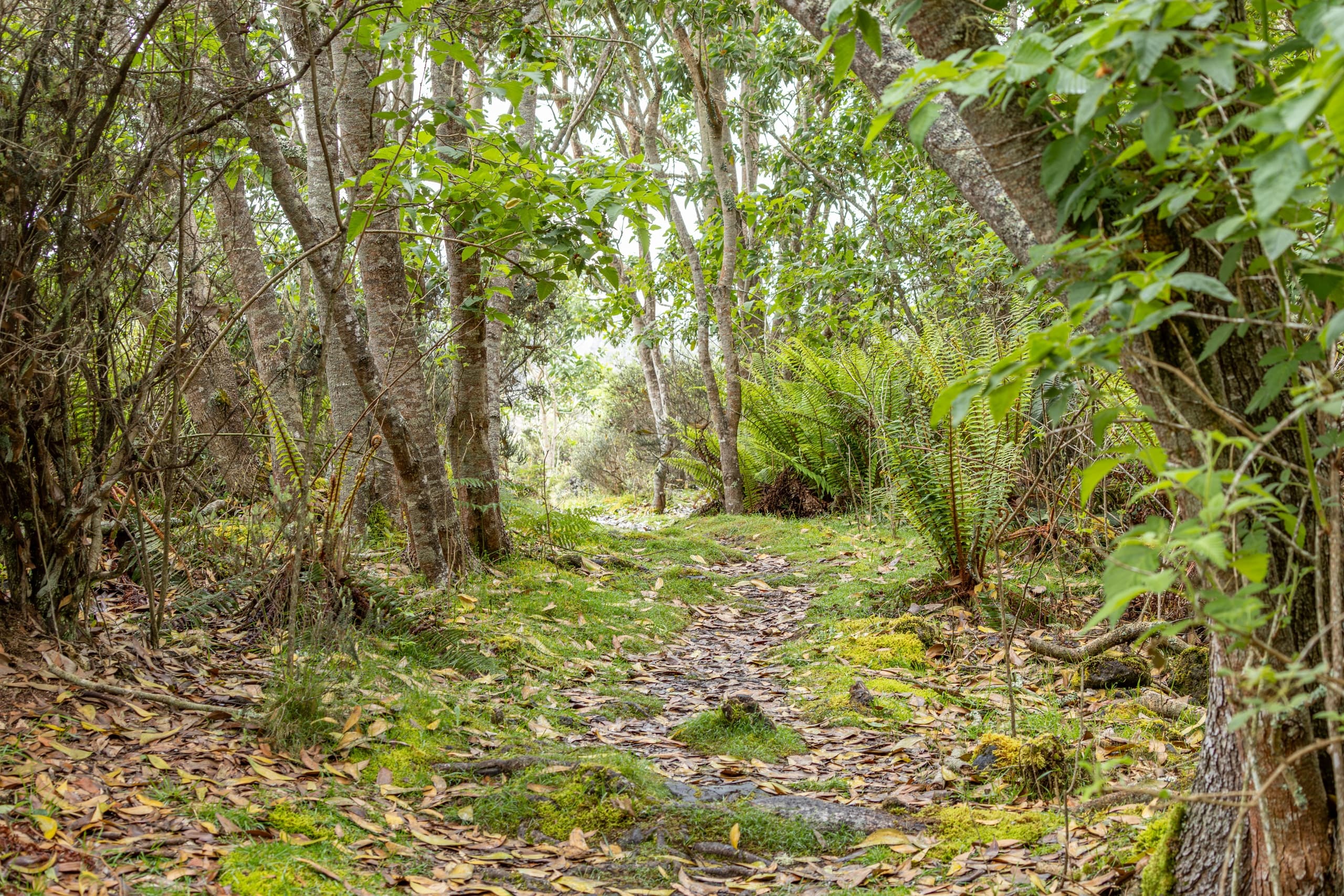 Pu'u O'o Hike with Big Island Backroad Adventures LLC in Kailua Kona