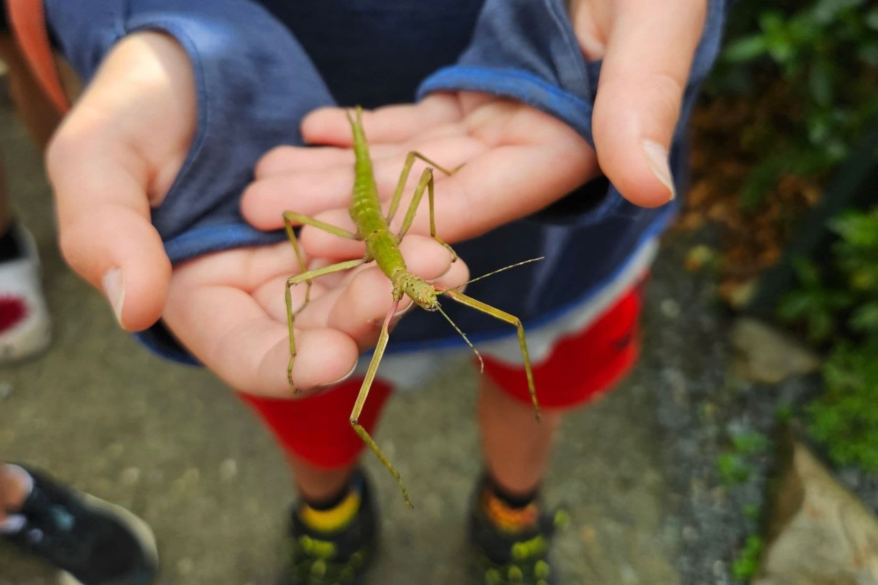 Junior Rangers at Brook Waimārama Sanctuary: Kids Conservation Adventures in Nelson photo 1