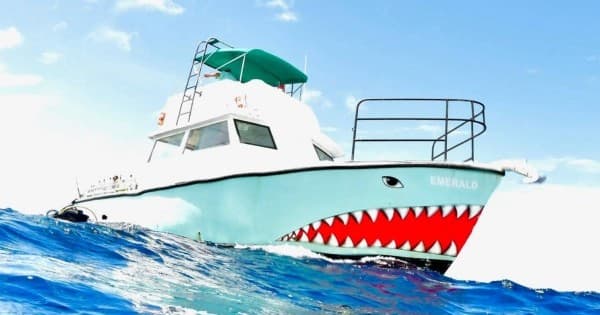 Jupiter Shark Diving: 3-Tank Encounters Aboard the Emerald