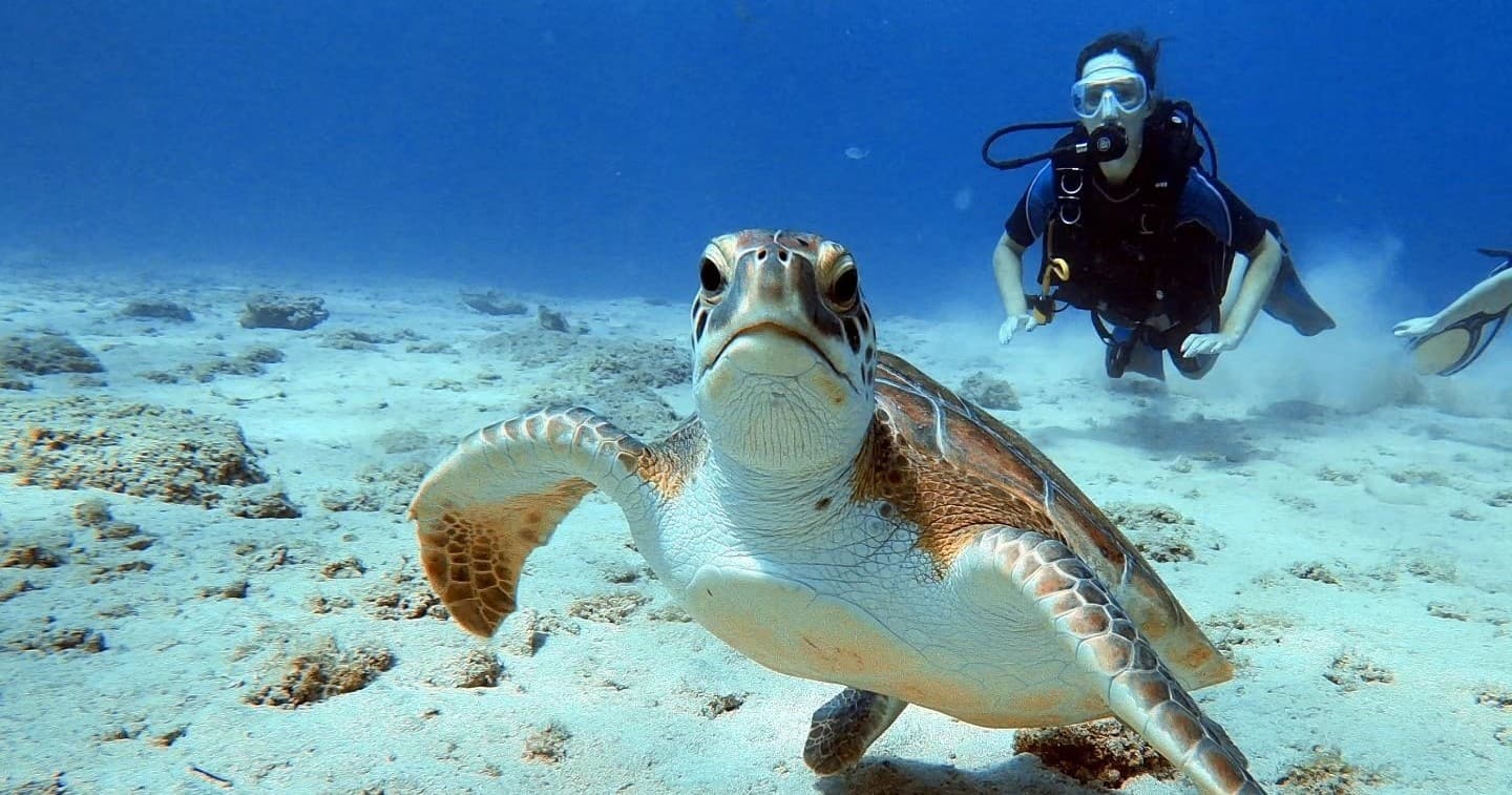 1 Local Shore Dive