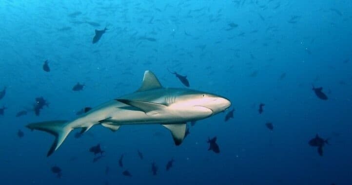 Shark Diving Tour with Punta Cana Scuba Diving