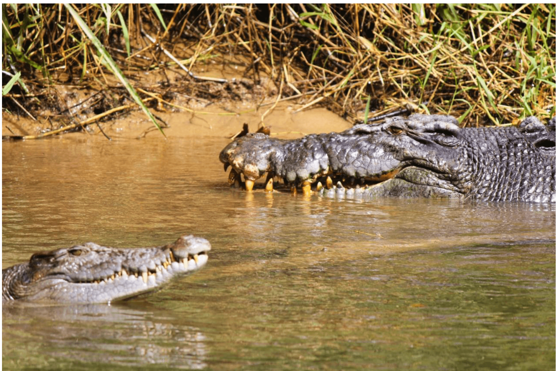 Lower Daintree Rainforest & Wildlife Cruise — Mangrove Channels, Crocodiles & Thornton Peak Views photo 3