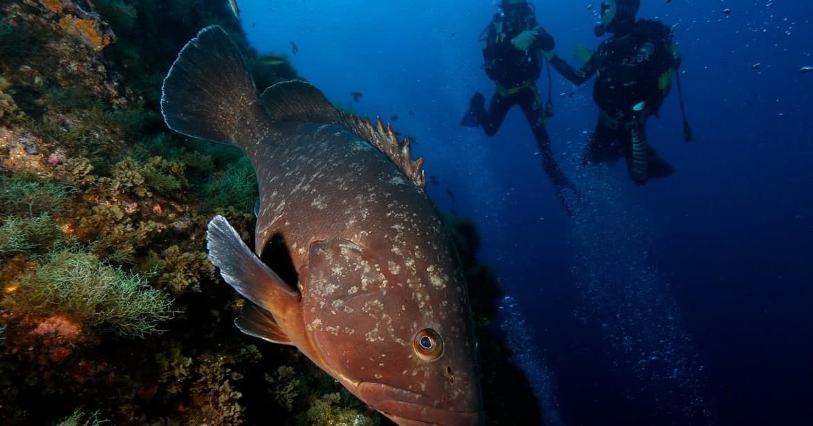 Scuba divers exploring Azores rocky reef with large grouper