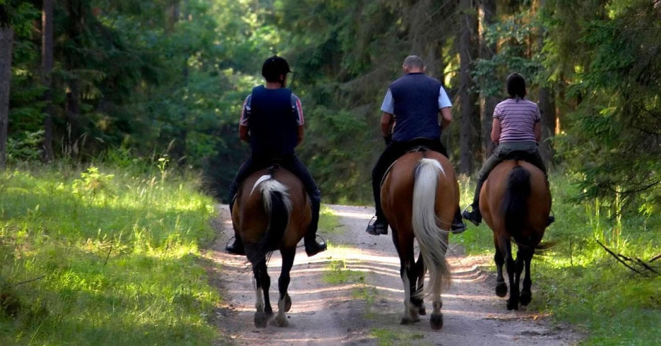 Horseback Riding Adventure with All Sevilla Guided Tours in Andalusia