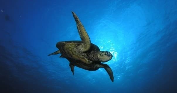 Sea turtle silhouette swimming under sunlit blue ocean surface