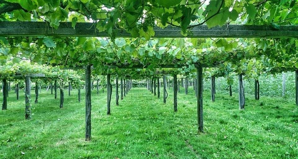 Rías Baixas Day Cruise: Albariño, Mussels & Coastal Villages from Santiago