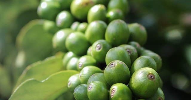 Maui Chocolate and Coffee Tours team