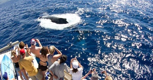 Maui Whale Watch & Snorkel Sail with PacWhale Eco-Adventures