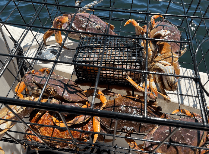 Dungeness crabs in crab pot aboard fishing boat on ocean deck