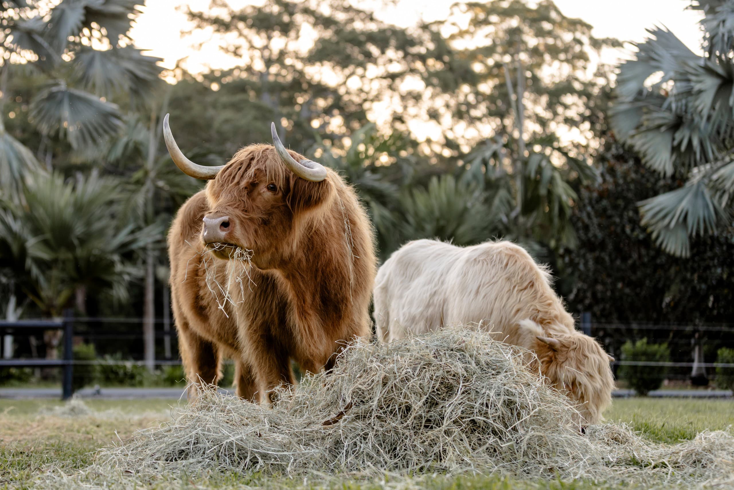 Intimate Highland Cow and Mini Shetland Pony Photo Sessions at Bexland photo 1