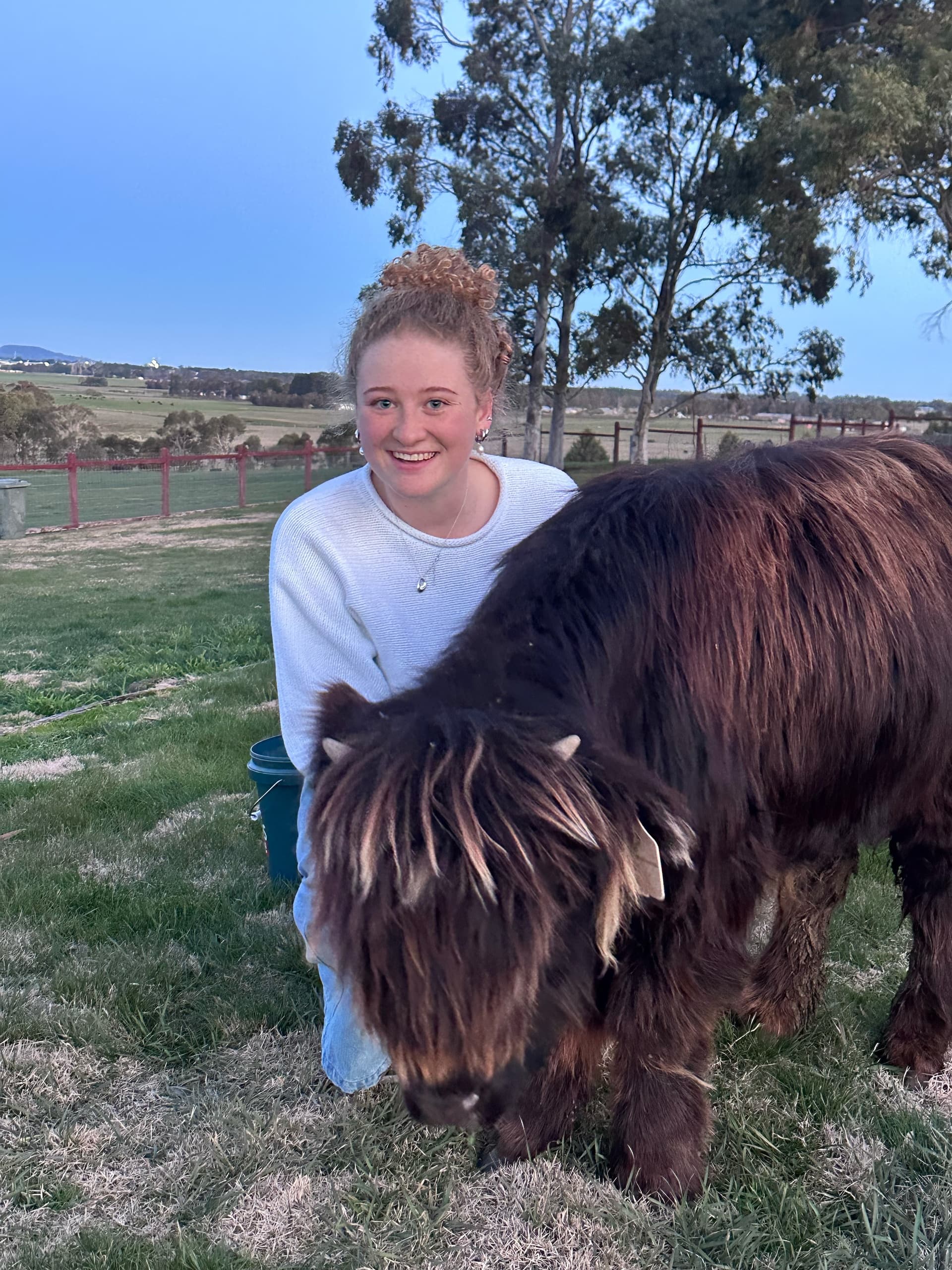 High Tea with Highland Cows at Mitchell Park: Farm Tea and Cattle Experience Near Ballarat