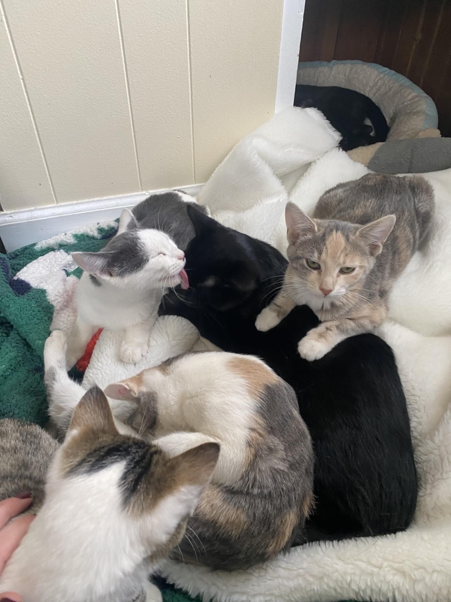 Heartwarming Kitten Cuddles in Dresher, Pennsylvania