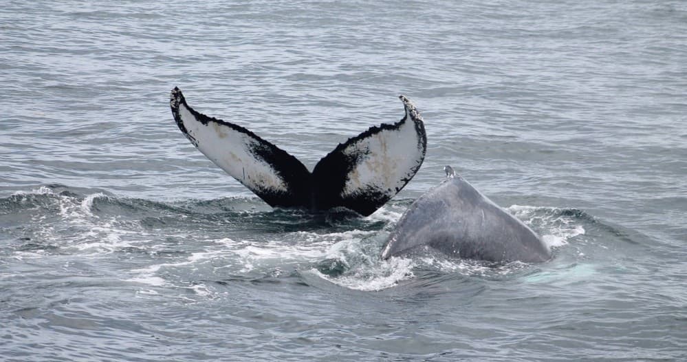 Humpback whale tail and back surfacing off Newburyport during whale watch