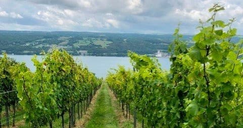 Wine Tasting & Picnics at Hillick & Hobbs Estate in Finger Lakes