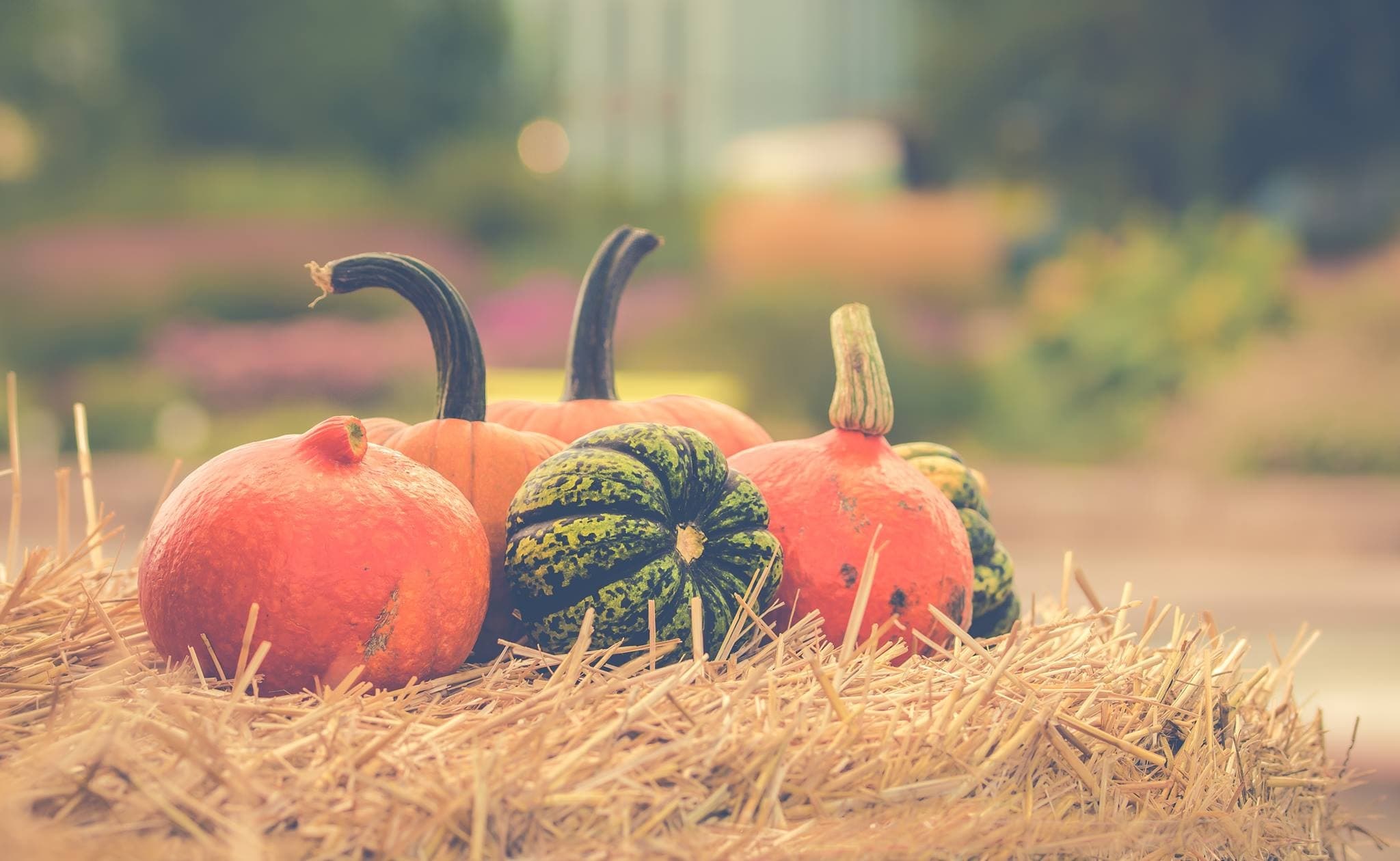 Decorative pumpkins on hay bale at farm market display outdoors