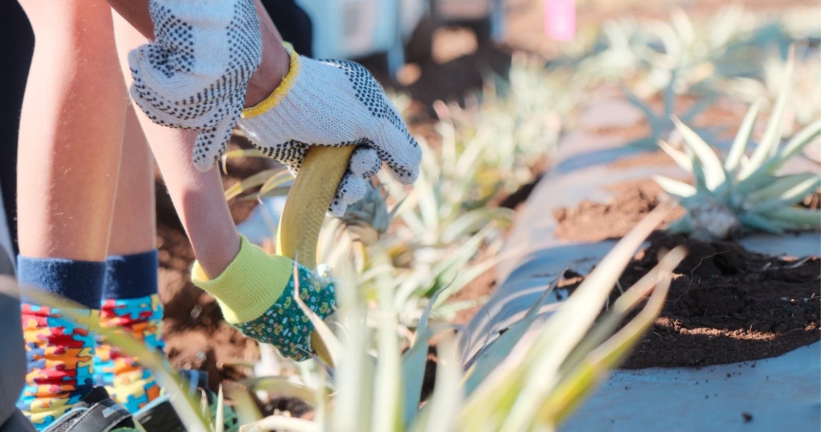 Hands planting pineapple seedlings in Maui farm field