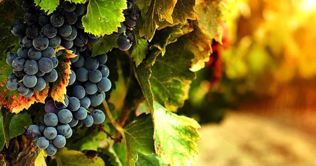 Closeup ripe grapes on vine with sunlit Tuscan vineyard leaves