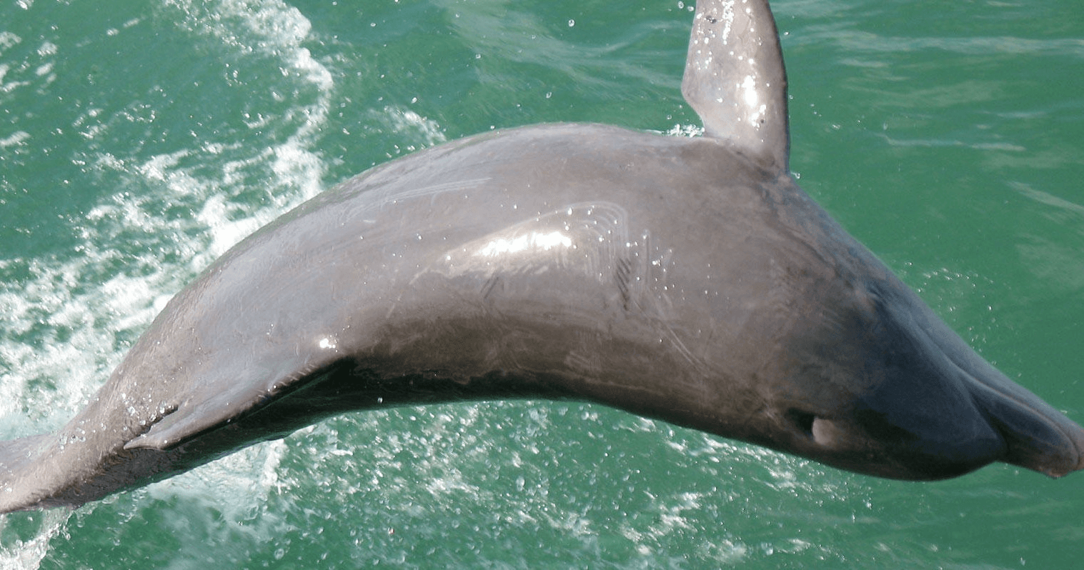Afternoon Dolphin & Wildlife Cruise | Fort Myers Beach