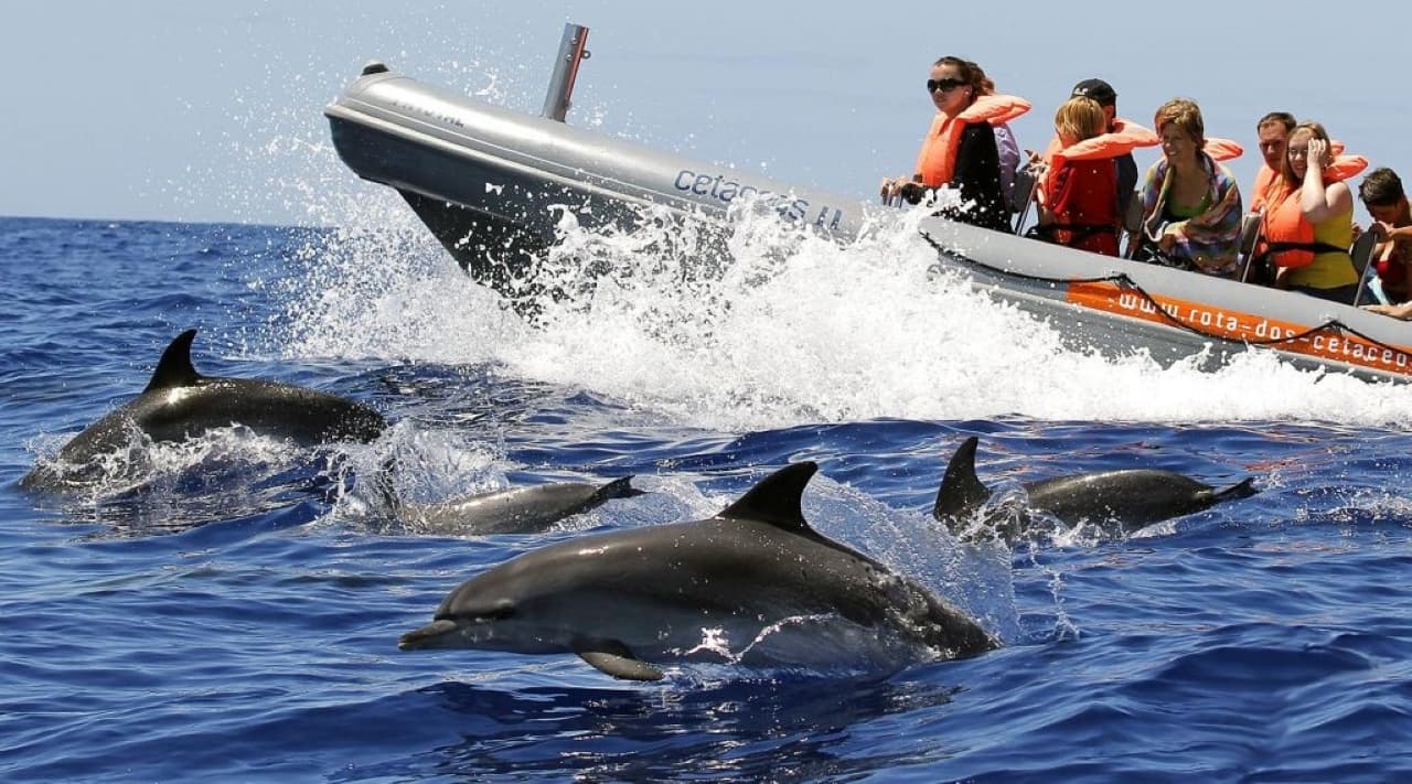 Dolphin encounter from fast RIB with passengers at sea