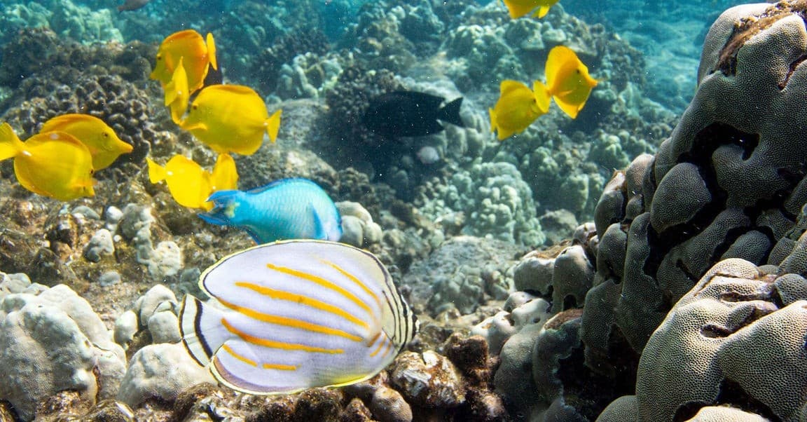 Hidden Gems Kona Reef Snorkel — Private Kona Snorkel with Volcanic Arches and Drop-offs photo 1