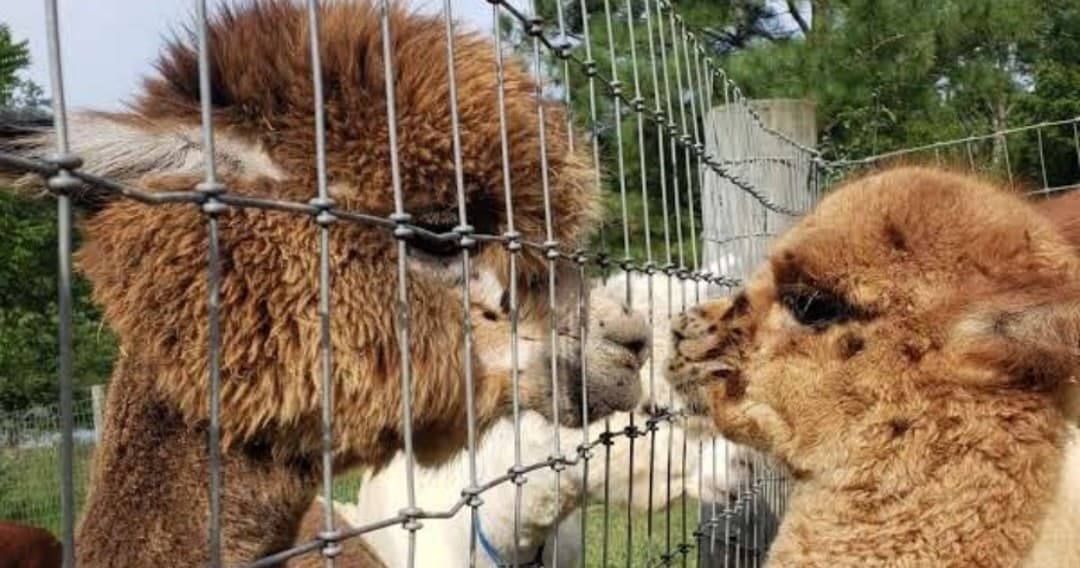 Rolling Oak Alpaca Ranch fleet