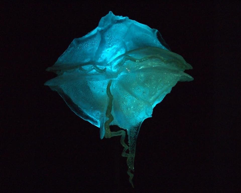 Night Cruise to La Parguera Bioluminescent Bay — Small-Group Boat Tour from Punta Papayo