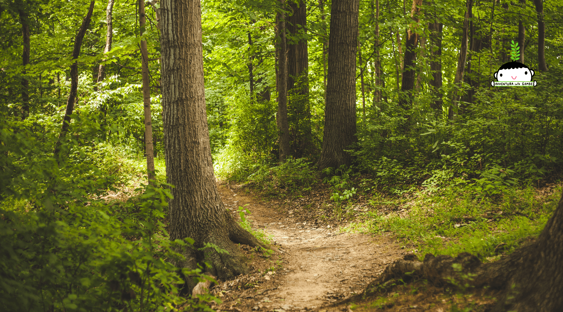 Forest Bathing Sessions with Avventura Sulle Gambe in Lombardia