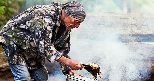 Guide smoking fish over open fire during riverside camp