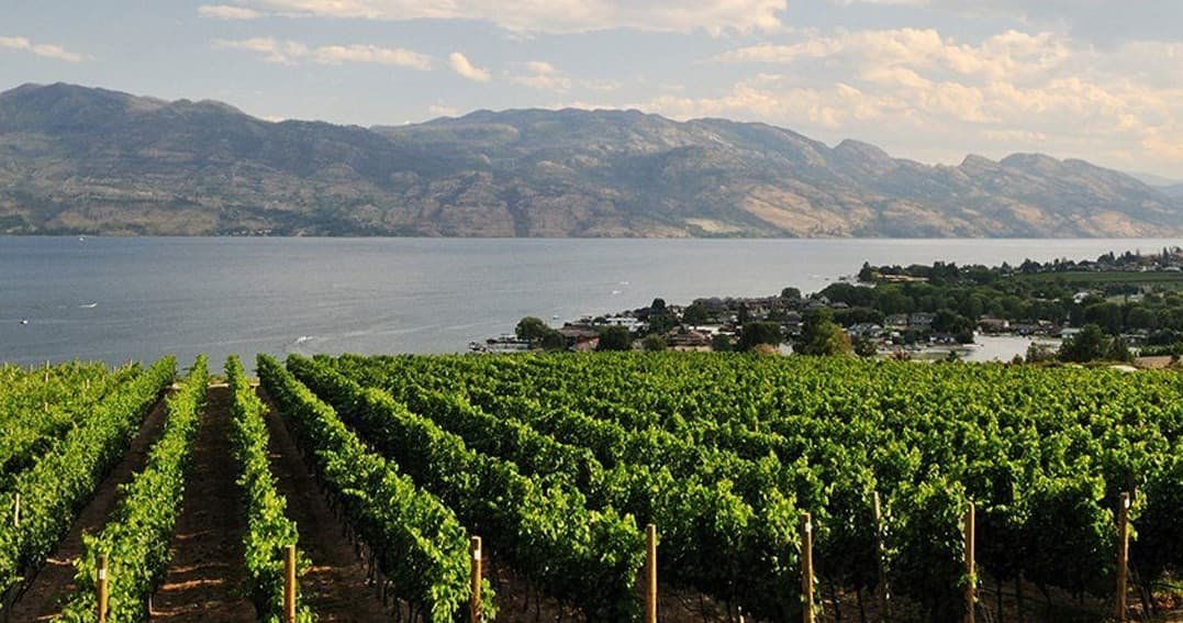 Vineyard rows overlooking lake and distant mountains, scenic vista