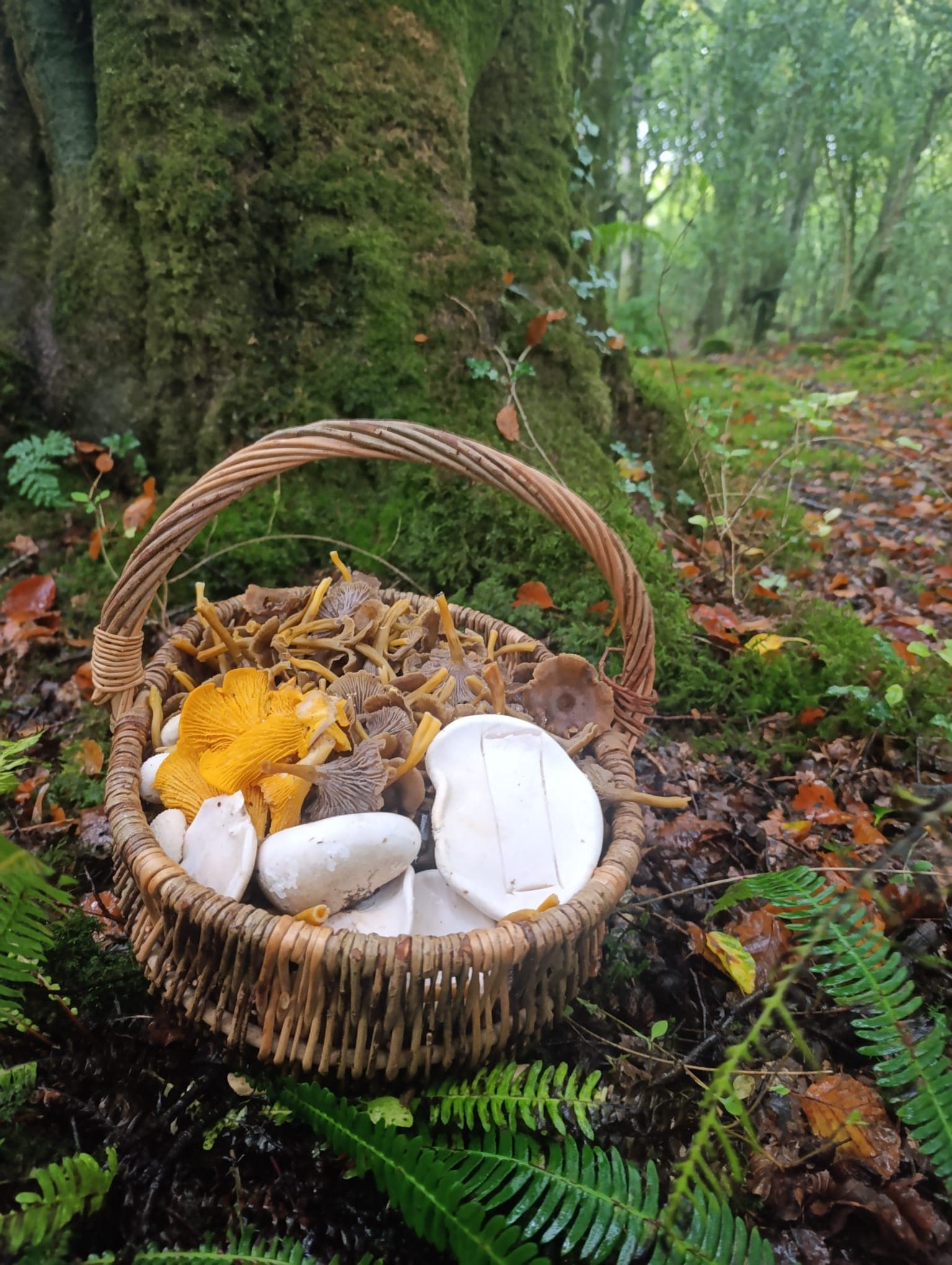 Foraging the Wild Atlantic Way: Seasonal Foraging Events in Donegal photo 3