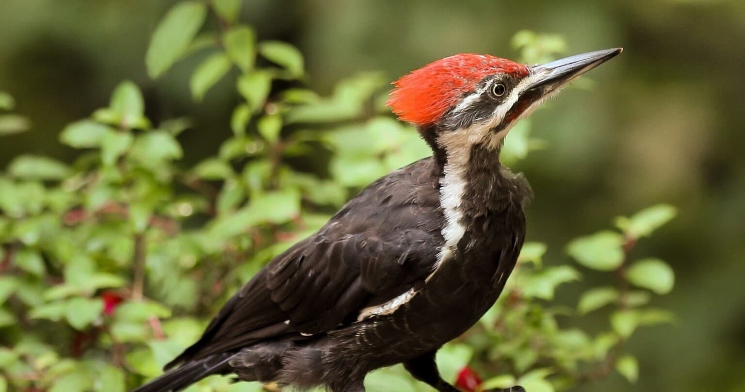Woodpecker Walk at Fripp Island Golf and Beach Resort