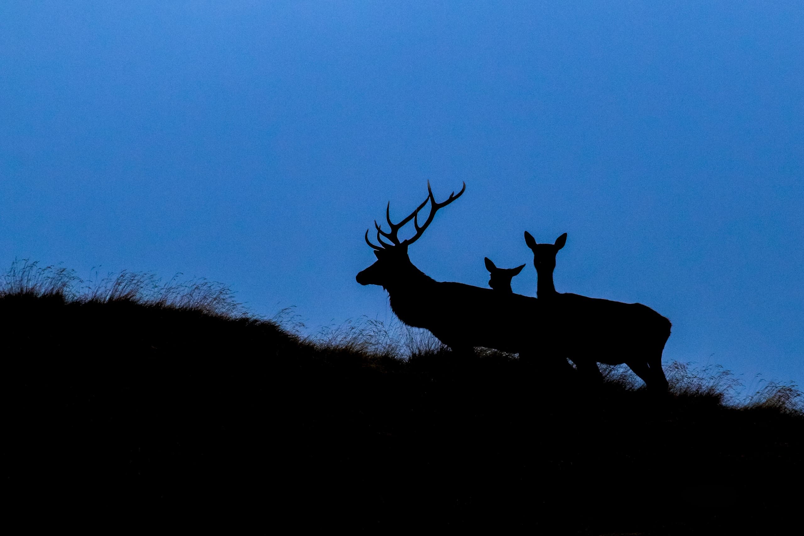 Nighttime Deer Watch with Azienda Turismo Val di Sole