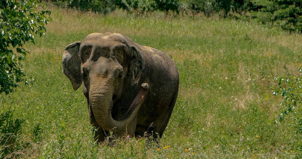 Adult elephant walking through tall grass in open meadow