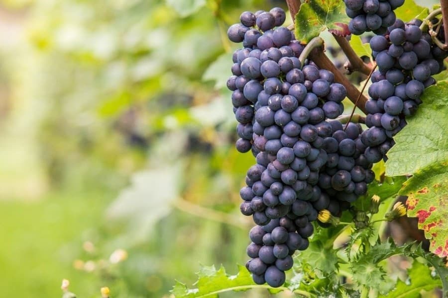 Land Adventures: Wine Tasting in Maremma with Discovery Guided Tours
