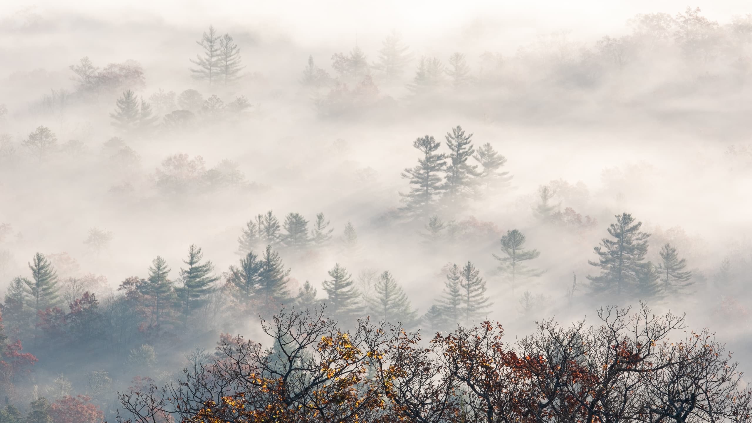 Misty forest canopy with rolling fog over hills, tranquil morning