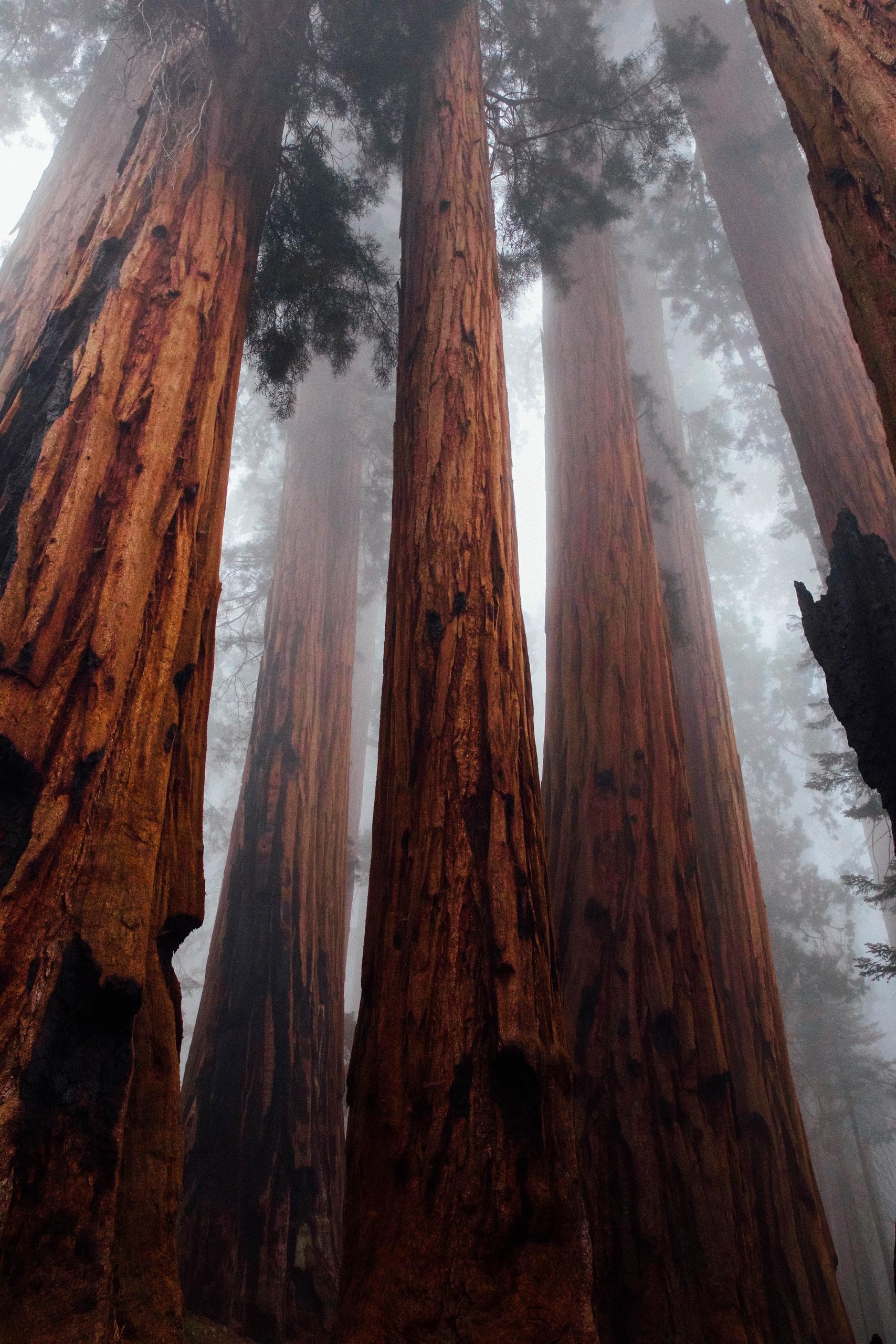 Towering redwood trunks in misty old-growth forest