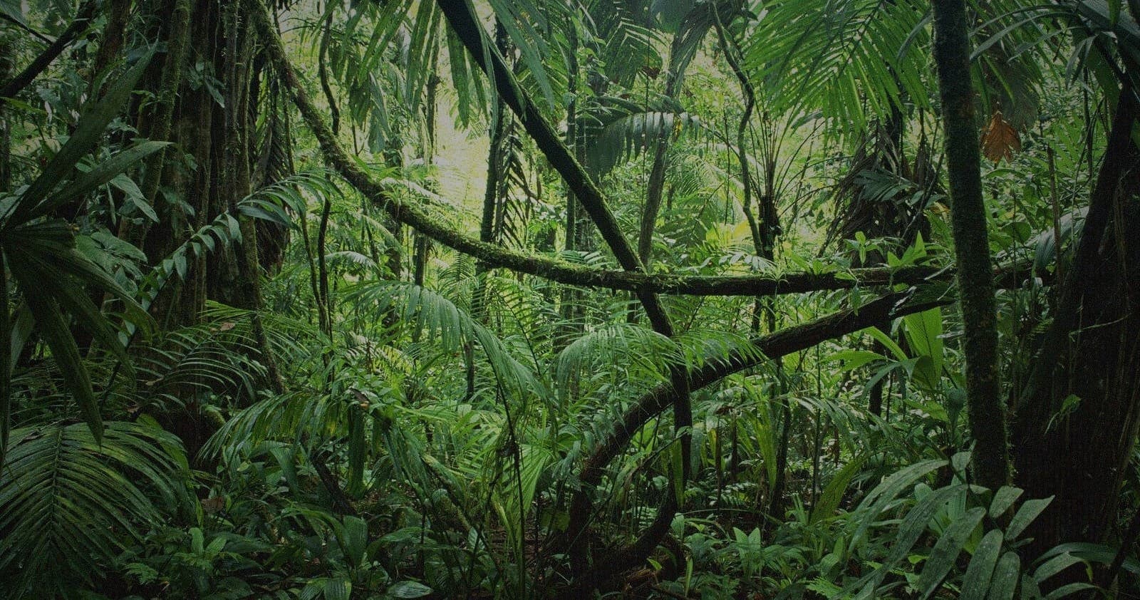 Dense tropical rainforest in Southeast Asia, lush jungle canopy