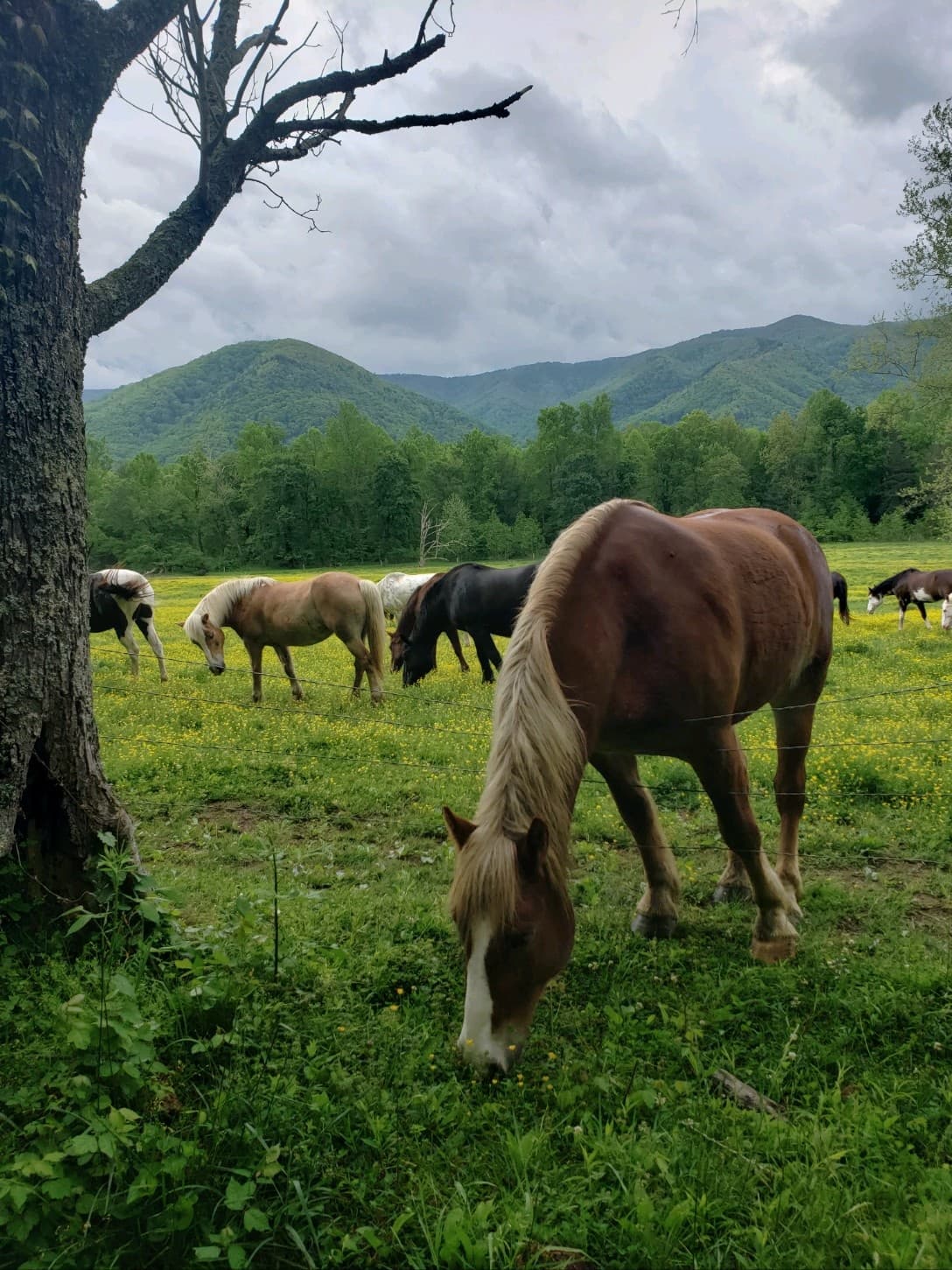 Cades Cove Jeep Tour by Smoky Mountains Jeep Tours in Pigeon Forge