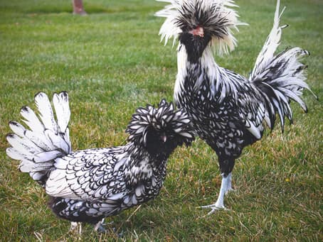 Chicken Tenders Class: Hatch, Build, and Raise Your First Flock