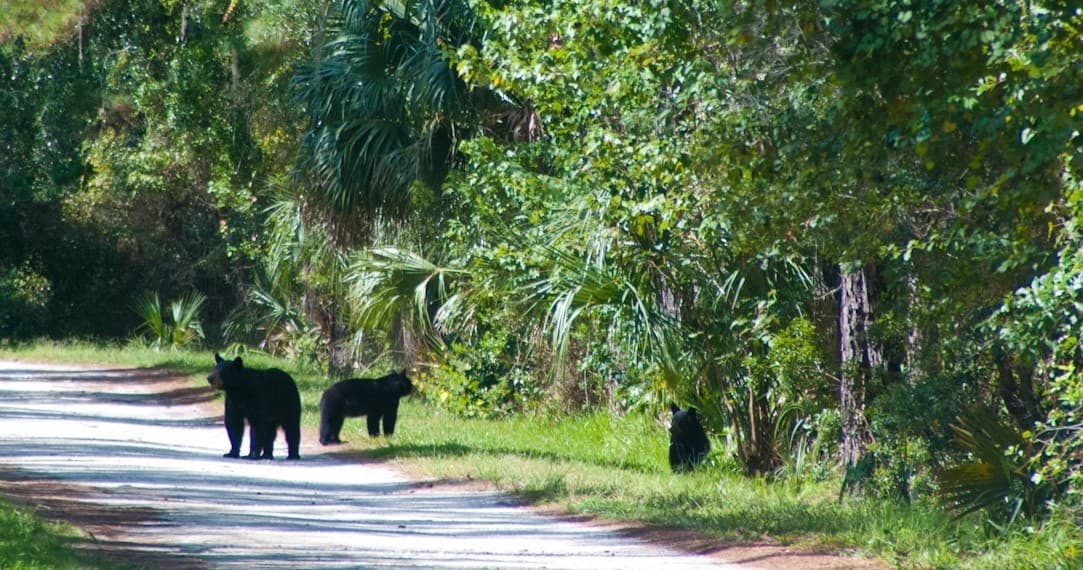 Black Bear Hike with Venture Outdoors in Sanford, FL