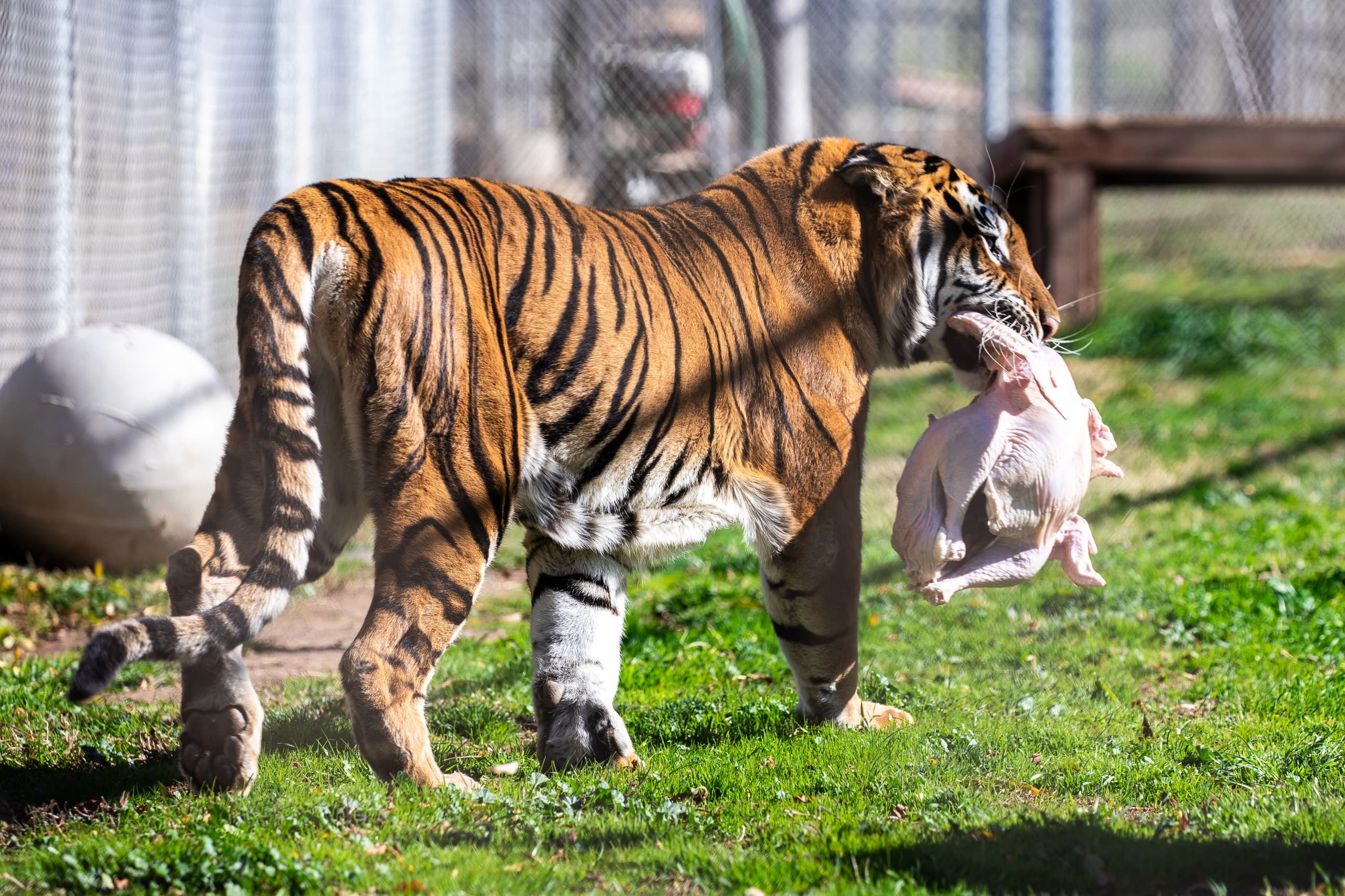Wildlife & Conservation Event at Lions Tigers & Bears