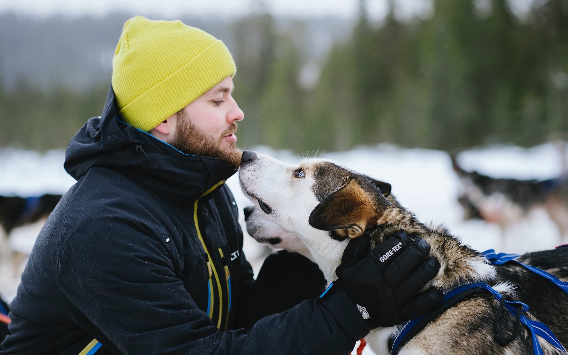 Husky Safari Adventure with Salonki Travels in Ruka