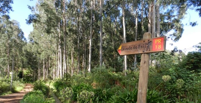 Levada do Rei Hikes with Nature Meetings in Madeira