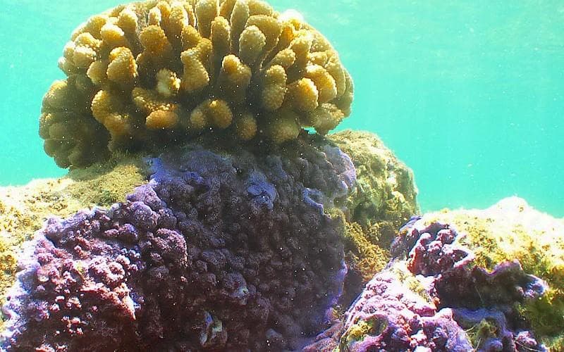 Colorful coral head and reef life in shallow Hawaiian lagoon