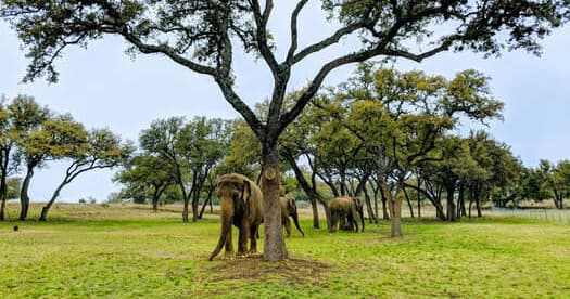 The Preserve Elephant Experience in Fredericksburg, Texas
