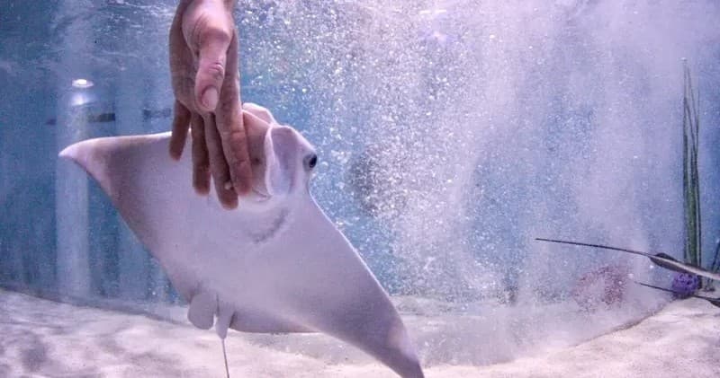 Inside Lecanto's Guided Aquarium Tour: Stingrays, Mermaids, and Marine Care
