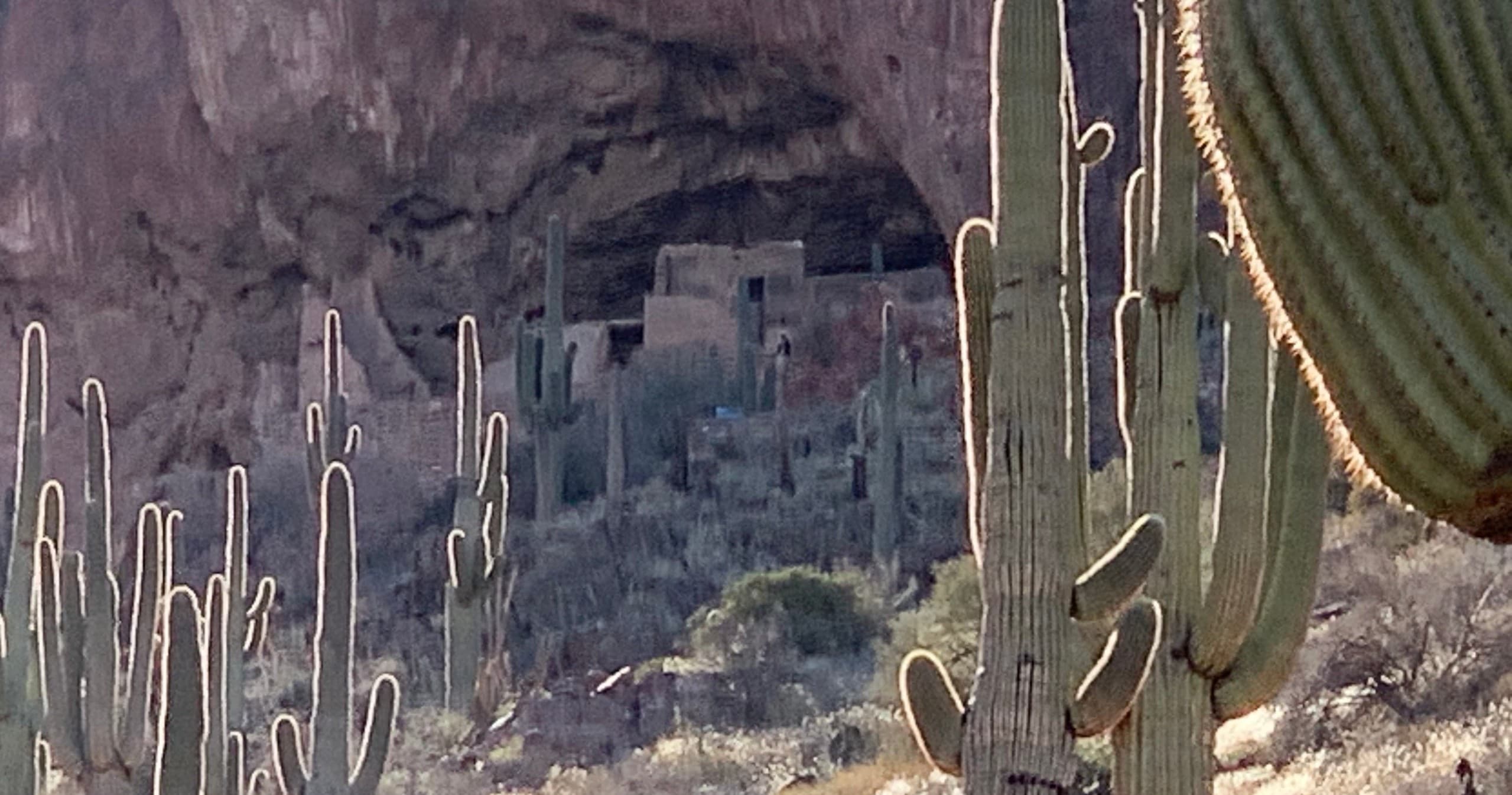 Saguaro cacti with cliffside ruins in Sonoran Desert vista
